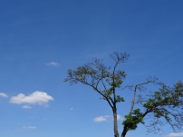Baumkrone bei strahlend blauen Himmel, looks like africa.Gallerie Wanderung von Leipzig nach Berlin zum Zero-/First-Year Treffen 2015 UWC United World College. Olivia Thierley.